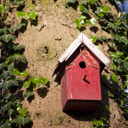 red wooden bird house against tree trunk between ivy leaves in warm evening light