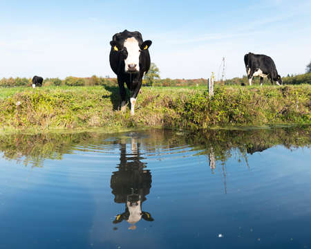 black cow with white head in meadow reflected in water of canal with blue skyの写真素材