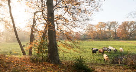 green meadow with meat cows in morning autumn landscape in province of utrecht in the netherlandsの写真素材