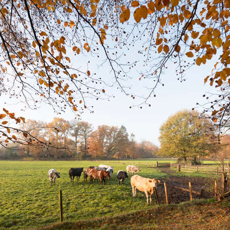 green meadow with meat cows in morning autumn landscape in province of utrecht in the netherlandsの写真素材