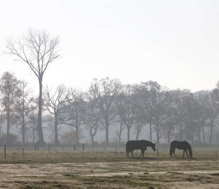 two horses in morning fog as silhouette in dutch meadow with trees in the background near utrecht in hollandの写真素材