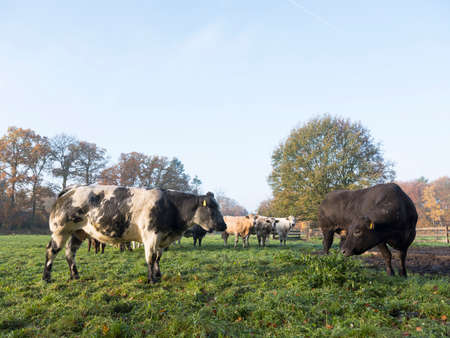 green meadow with meat cows in morning autumn landscape in province of utrecht in the netherlandsの写真素材