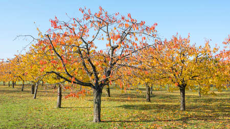 colorful leaves on cherry trees in autumn cherry orchard near odijk in province of utrecht in holland during fallの写真素材