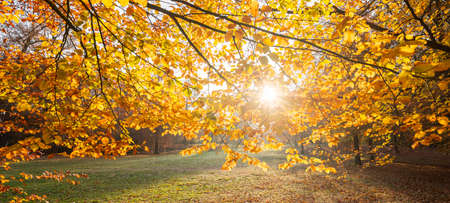 colorful leaves of beech tree in autumn against the light of afternoon sun in the netherlandsの写真素材