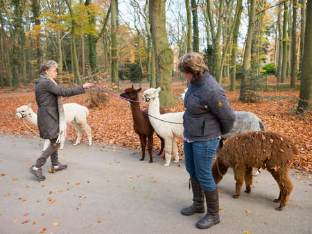 woman holds alpacas on the leash in dutch autumn forest near utrecht in the netherlandsのeditorial素材