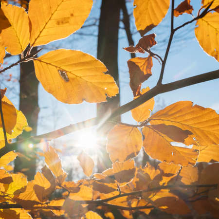 beech autumn leaves and sunlight in dutch november forest near Doorn and utrecht in the netherlandsの写真素材