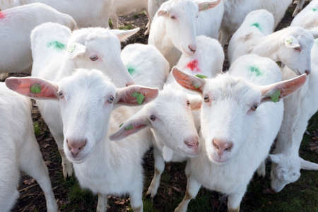 white goats in green meadow near farm on utrechtse heuvelrug near woudenberg in dutch province of...