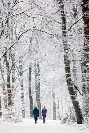 couple walks in wintry snow forest on utrechtse heuvelrug in the netherlands near austerlitz and utrechtの写真素材