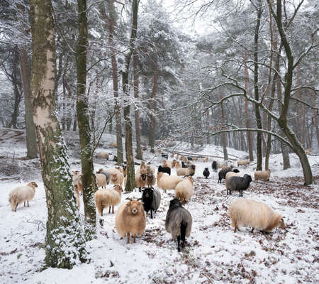 flock of sheep in snow between trees of winter forest near utrecht and zeist in the netherlandsの写真素材