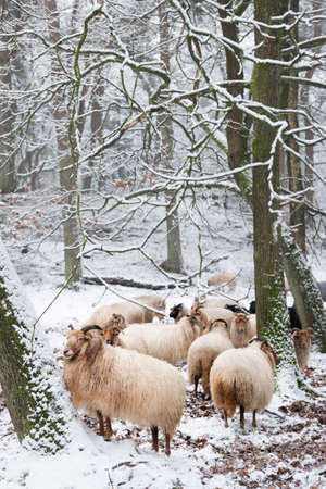 flock of sheep in snow between trees of winter forest near utrecht and zeist in the netherlandsの写真素材