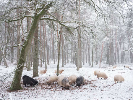 flock of sheep in snow between trees of winter forest near utrecht and zeist in the netherlandsの写真素材