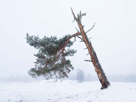 pine tree survives in winter forest landscape near zeist and utrecht in the netherlandsの写真素材