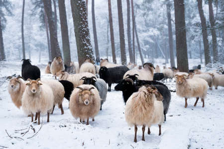 flock of horned sheep in winter forest with snow near utrecht in the netherlandsの写真素材