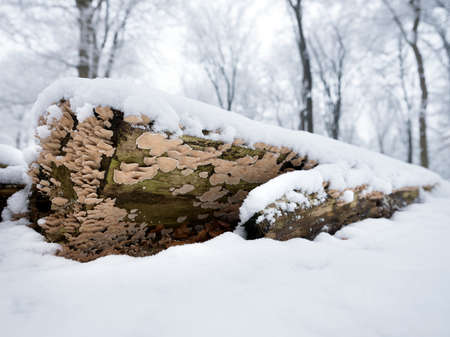 bracket fungus in winter on trunk of beech tree covered in snowの写真素材
