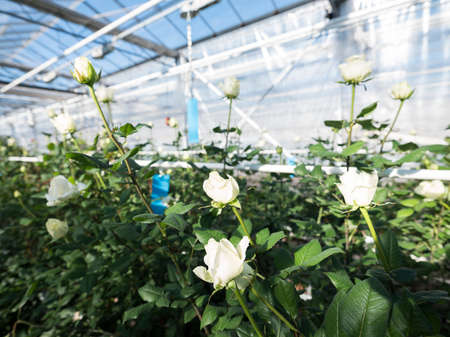 white roses in glass greenhouse under blue sky in the netherlandsの写真素材