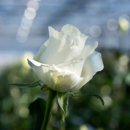 white roses in glass greenhouse under blue sky in the netherlandsの写真素材