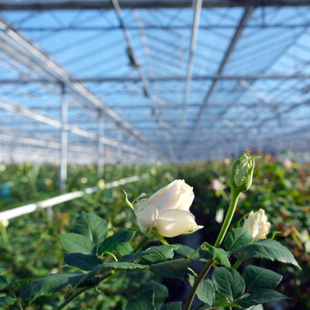 white roses in glass greenhouse under blue sky in the netherlandsの写真素材