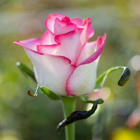 pink and white roses in dutch greenhouse in the netherlandsの写真素材