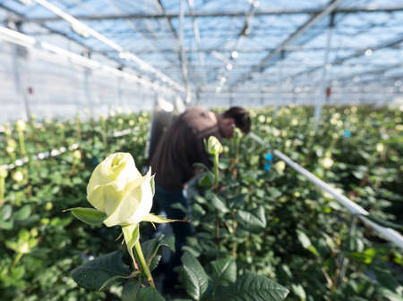someone collects white roses in dutch greenhouse in the netherlandsの写真素材