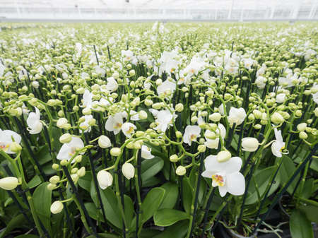dutch greenhouse full of white orchids in the netherlands near zaltbommel in province of noord brabantの写真素材