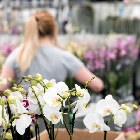 young woman works with orchids in greenhouseの写真素材