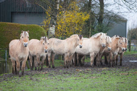 eight fjord horses in meadow near farmhouse and barn in the netherlandsの写真素材