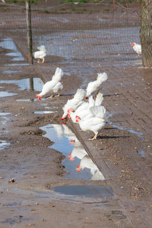 white free roaming chickens drink from rain puddles on organic farm in the netherlandsの写真素材