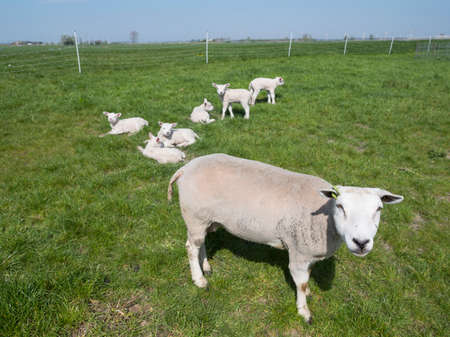 small newborn lambs enjoy the sun in green grassy meadow on sunny spring day while mother sheep...