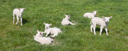 small newborn lambs enjoy the sun in green meadow on sunny spring dayの写真素材