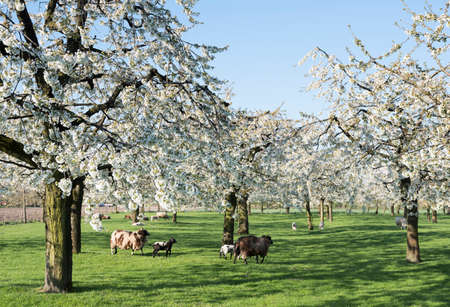 sheep and lambs under blossoming cherry trees in the netherlands near utrecht under blue skyの写真素材