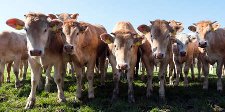 young blonde d' aquitaine cows and calfs in green spring landscape near dutch estate marienwaard near geldermalsen in the netherlandsの写真素材