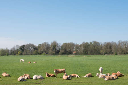 young blonde d' aquitaine cows and calfs in green spring landscape near dutch estate marienwaard near geldermalsen in the netherlandsの写真素材