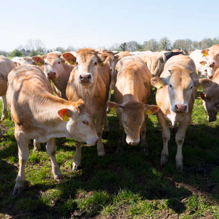 young blonde d' aquitaine cows and calfs in green spring landscape near dutch estate marienwaard near geldermalsen in the netherlandsの写真素材