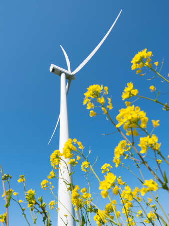 white wind turbine against blue sky seen through yellow flowers of rapeseed