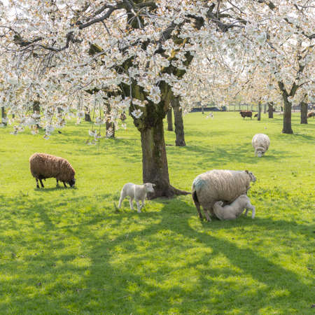 sheep and lambs in green grass under blossoming cherry trees in spring orchard near utrecht in the netherlandsの写真素材