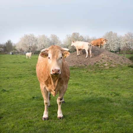 blonde d'aquitaine cows in spring landscape with blossoming trees near utrecht in the netherlandsの写真素材