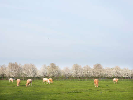 blonde d'aquitaine cows in spring landscape with blossoming trees near utrecht in the netherlandsの写真素材