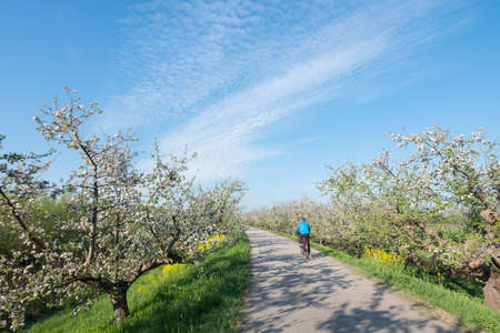 people ride bike on dike between blossoming apple trees under blue sky in holland near geldermalsenの写真素材