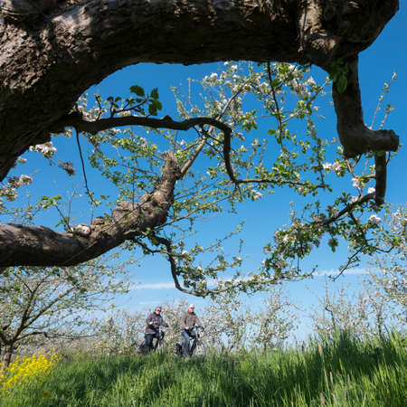 people ride bike on dike between blossoming apple trees under blue sky in holland near geldermalsenの写真素材