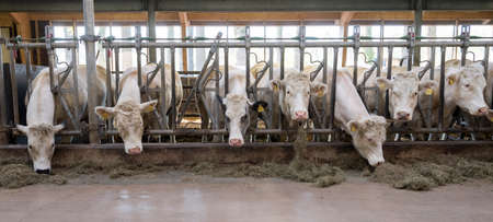 white meat cows inside barn on farm in the netherlandsの写真素材