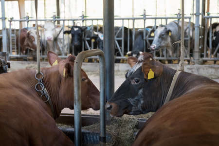 horned meat cows lie down inside dutch farm in the netherlandsの写真素材