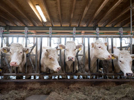 white meat cows inside barn on farm in the netherlands