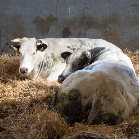 white horned cows lie down in straw on floor of barnの写真素材