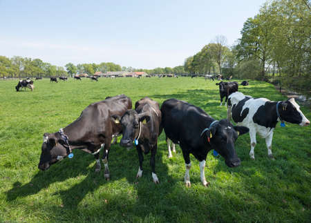 black and white cows near farm in spring meadow near gelderse vallei between leusden and barneveld...