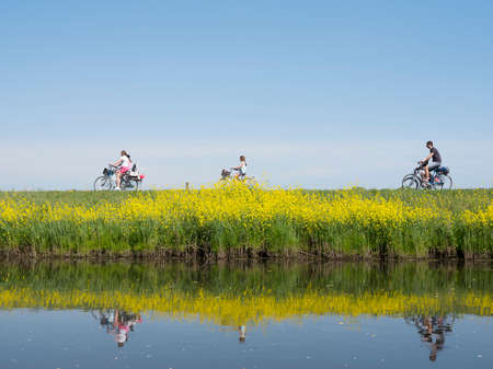 family rides bicycle along water of valleikanaal near leusden in the netherlands in spring and passes yellow blooming flowers of rapeseedの写真素材