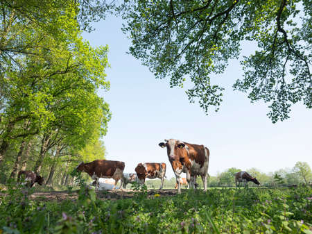 red and white spotted cows in meadowvunder fresh leaves of beech trees in spring in the netherlandsの写真素材