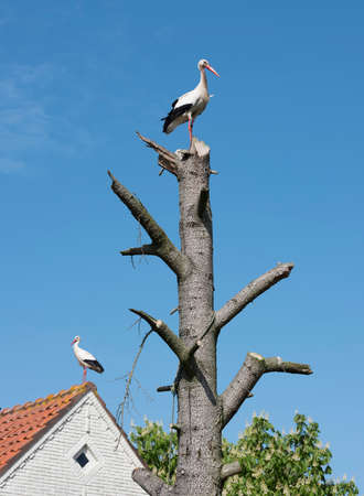 one stork on top of tree and the other on red tiled roof of house in the netherlands near utrechtの写真素材