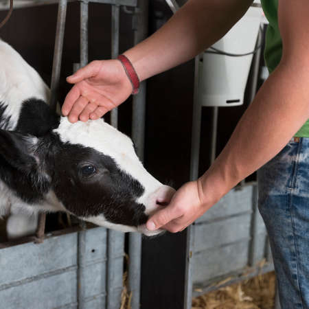 black and white calf inside box on farm sucks on hand of farmerの写真素材