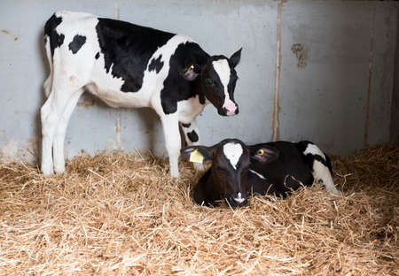 black and white calfs in straw of dutch barn in the netherlandsの写真素材