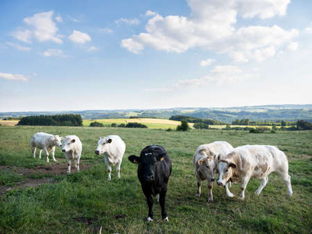 cows in summer landscape between La Roche and Houffalize in the belgian Ardennesの写真素材